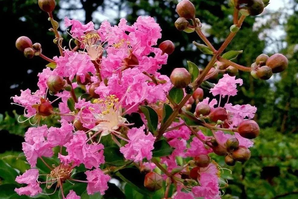 #分享城市新鲜事#
行走安宁随手拍：紫薇花。
                行