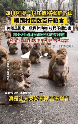 简直太嚣张了！四川甘孜，一对年迈村民下山去诊所看病，回家后却发现家里的半亩地被猴