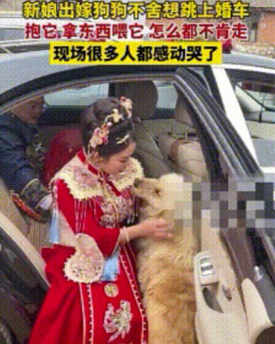 令人动容！2025年4月11日，吉林，一新娘出嫁刚坐上婚车，竟一只金毛来到新娘旁