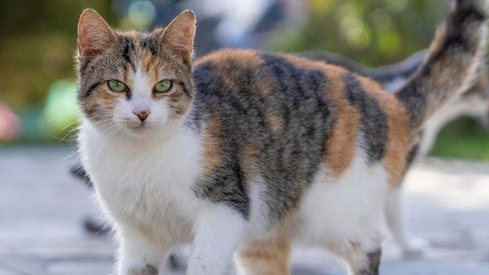 猫罐头哪个牌子质量好性价比高？吐血整理猫罐头最好的牌子！