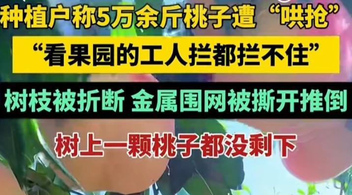 从抢土豆到抢桃子，这对我的心灵影响还挺大的。前段时间还跟一个高中同学联系，说退了