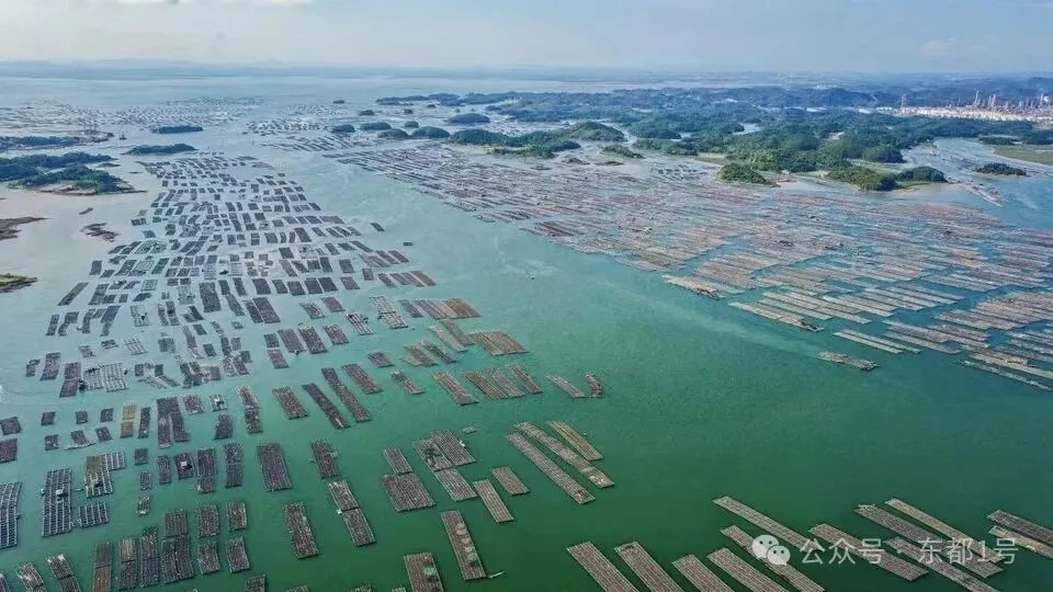 广西钦州龙门港镇养殖户蚝排被强拆，传统养殖海域被收回，数百户渔民面临失产失业，时任市长已落马