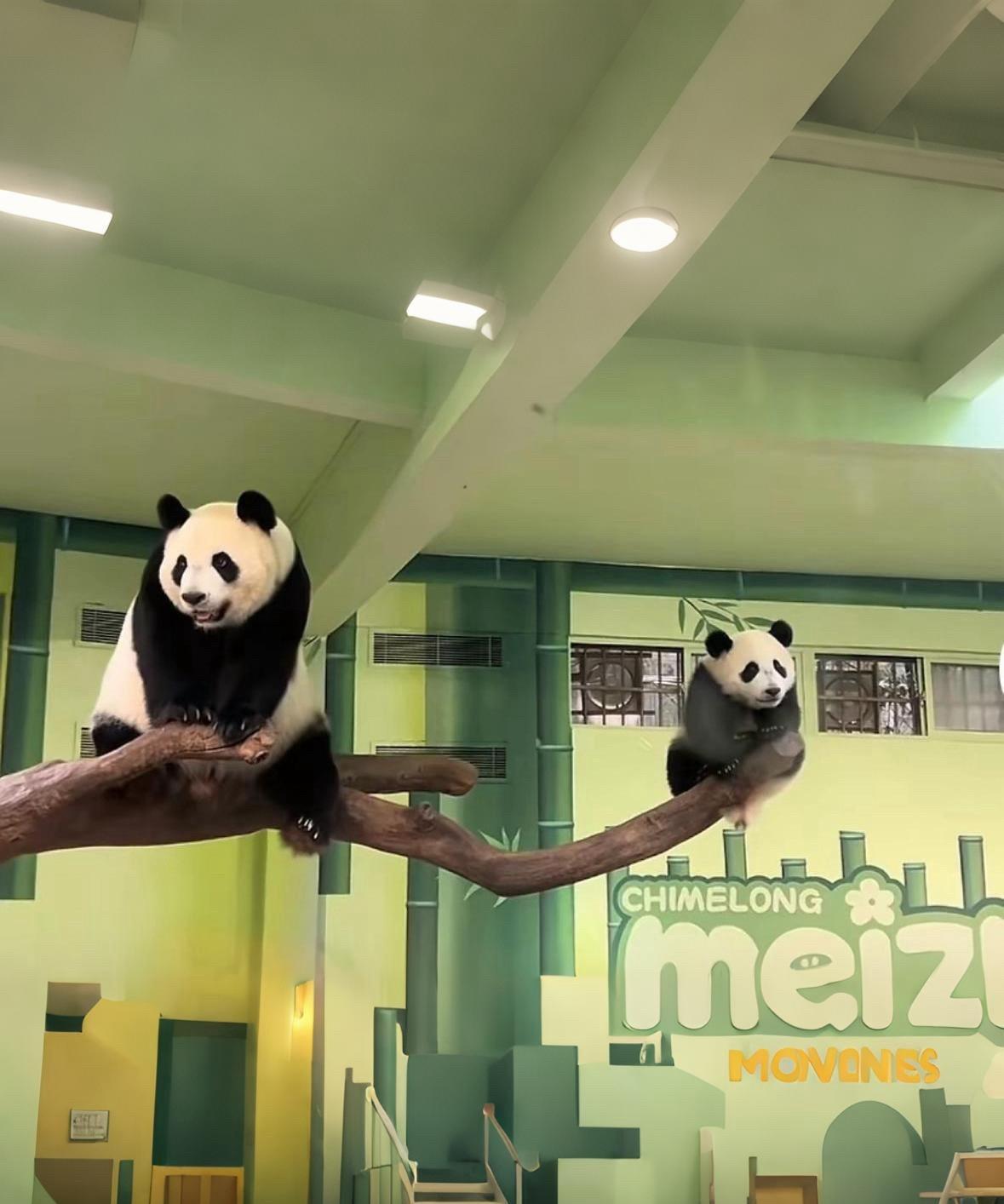 大熊猫“妹猪”和妈妈“萌萌”真是可爱极了！
妹猪就好似一个小白面馒头[大笑]
“