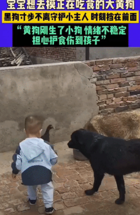 狗保镖！黑龙江，1岁宝宝想去摸正在吃食的大黄狗，可黄狗刚生了狗崽，情绪很不稳定。
