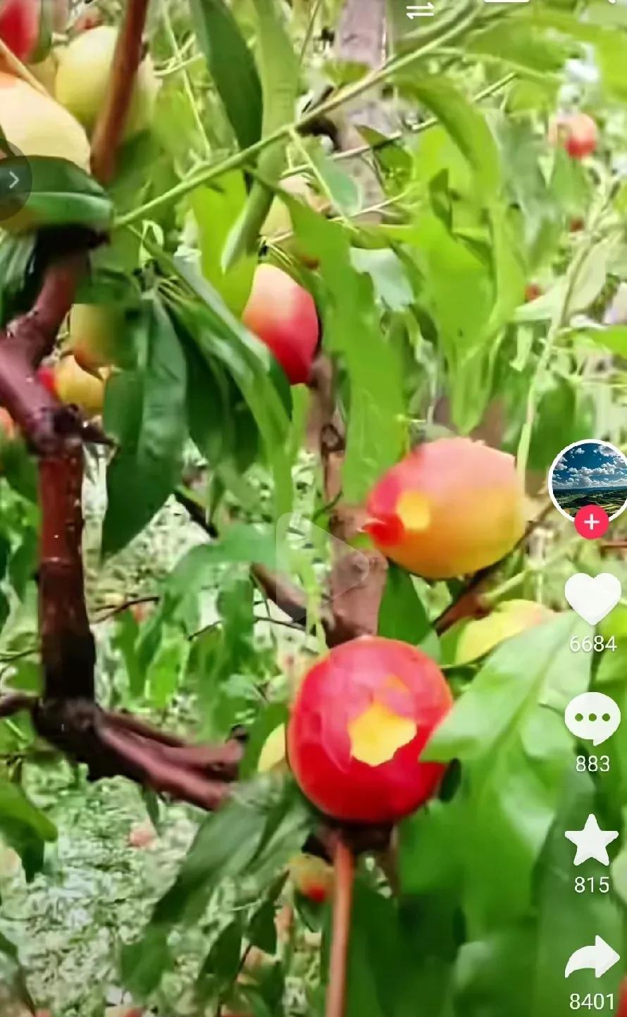 6月12日傍晚甘肃秦安县某些地区又降冰雹！水蜜桃打落了一地， 打碎的哪里是桃子，