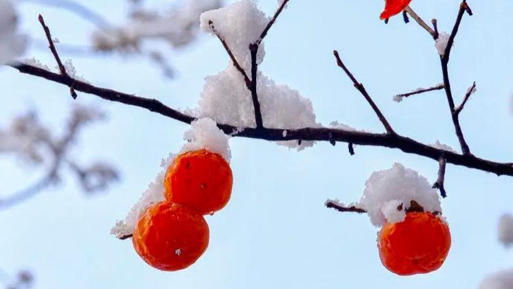 2026春节撞上“七九”：是60年一遇的吉兆，还是暖到离谱的信号？