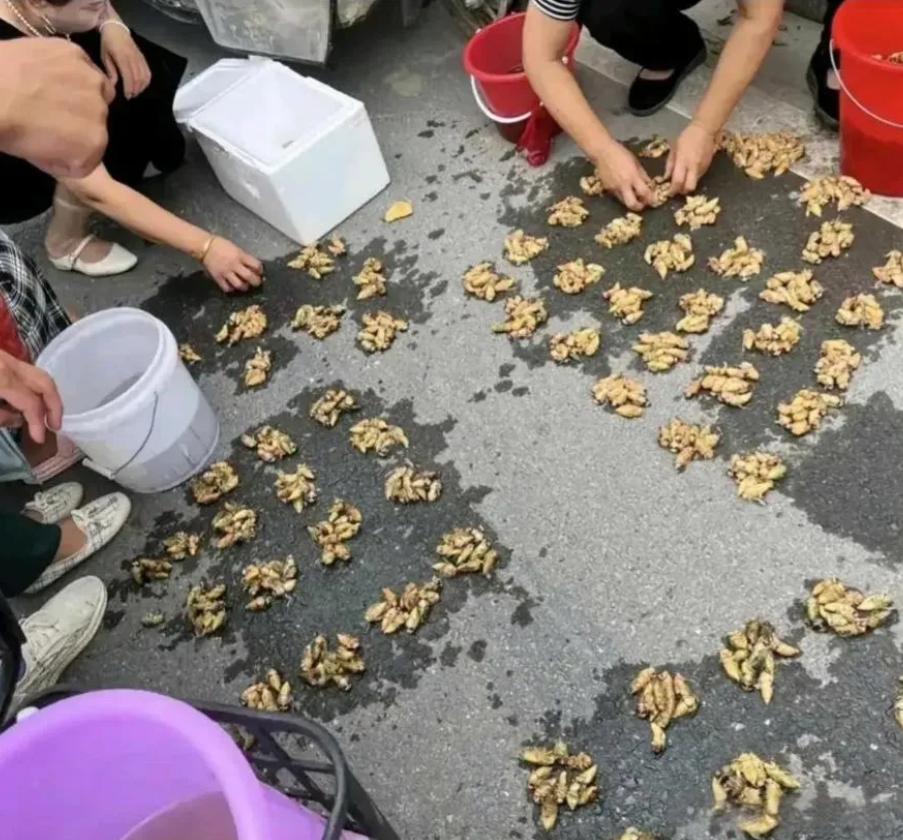 这东西越吃越少了，早晚被吃灭