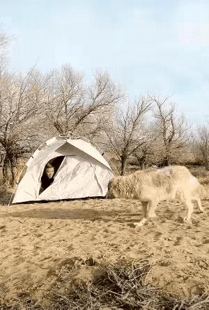 清晨，一位驴友在荒郊野外的露营地，打开自己的帐篷后，发现有两头饿狼正围着帐篷打转