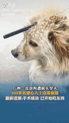 迟早遭报应！广东，一男子看到路边一只流浪狗脸上都是血，头皮上竟然插着两根箭，他赶
