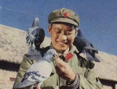 1967年我国放飞50羽军鸽穿越首颗氢弹爆炸的蘑菇云，但平安回来的只有45羽，正