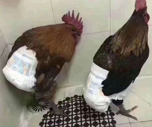 亲戚送了两只鸡，我又不怕杀，又害怕它乱拉屎，只好贡献出宝宝的尿不湿了