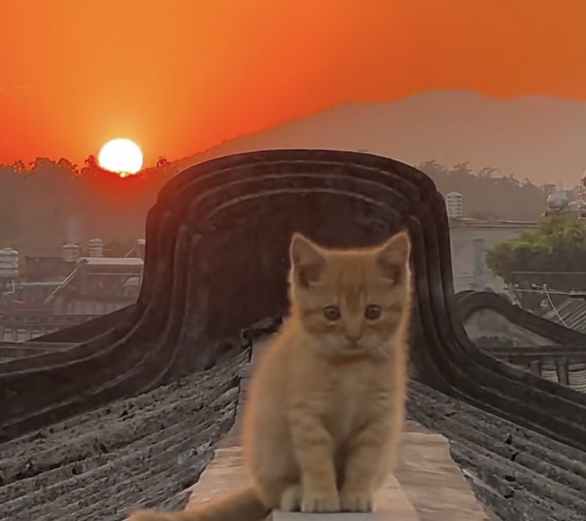 小橘: 独上高楼赏夕阳，生活惬意懒洋洋