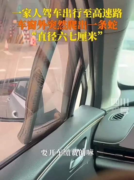 隔着屏幕都感到吓人！
3月8日，广东东莞一家人开车出游，到高速收费站准备开窗缴费