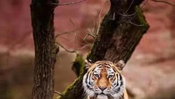 新寅虎星座运势解析：3月24日运势指南