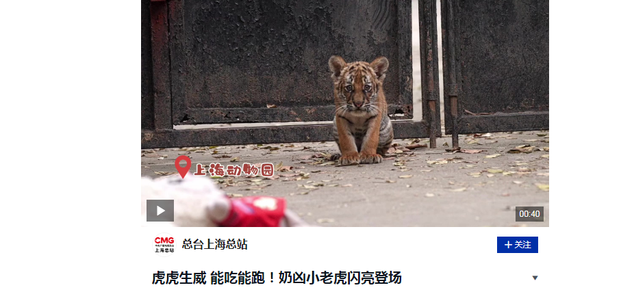 央视今天普及了一下东北虎的冷知识