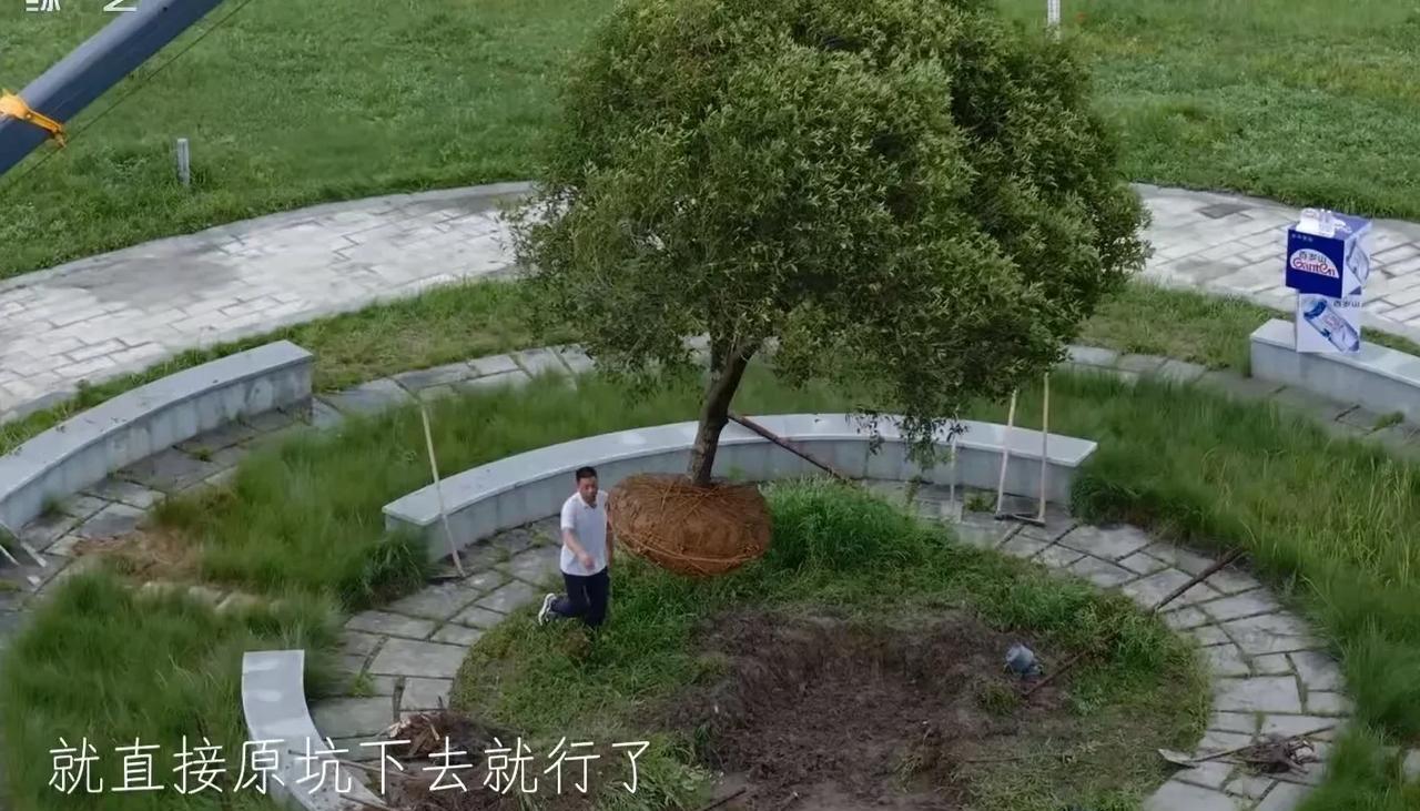 撒贝宁等人要种一棵金桂树，但工人挖的坑有些浅，于是尼格买提说：“师傅你这个坑太浅