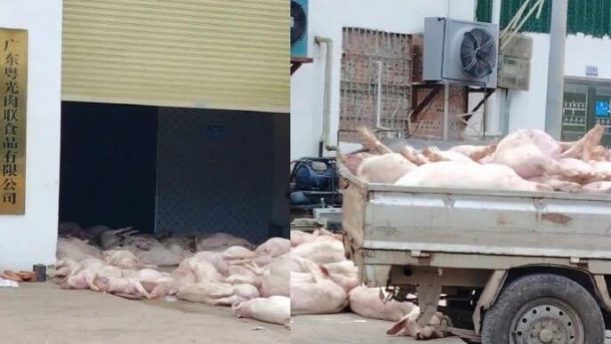 7人被控制！广东一肉联公司门口堆满死猪，官方通报：未流入市场