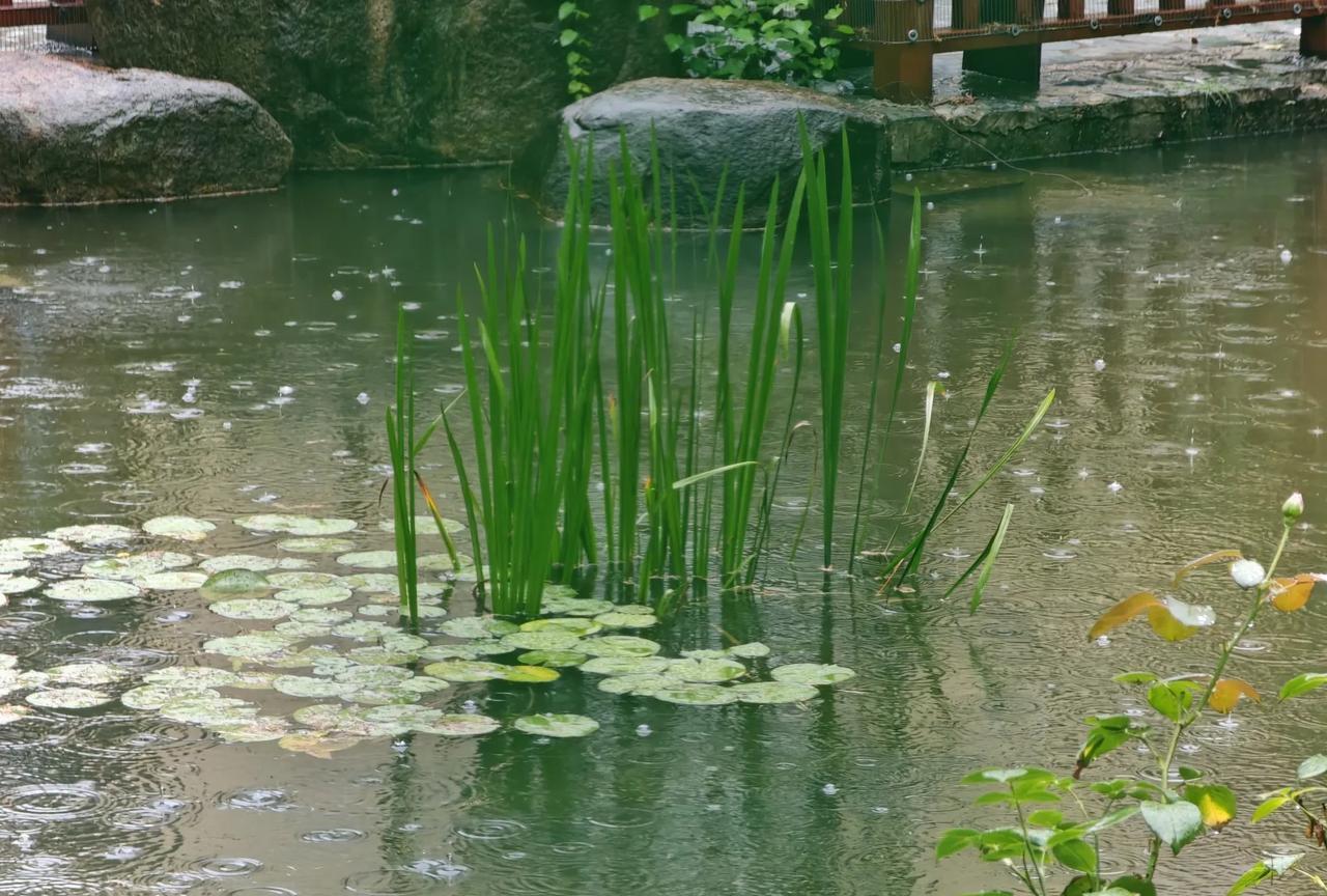 今年的梅雨实在是有些多。从20天前开始，陆陆续续就下个不停。这让我想起4年前，也