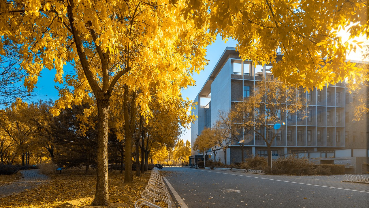 银杏树下的时光胶囊