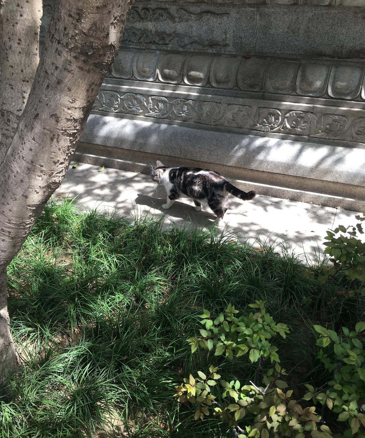 西安大兴善寺的风景一览，西安大兴善寺位于西安小寨兴善寺路，这座寺庙是古代的皇家寺