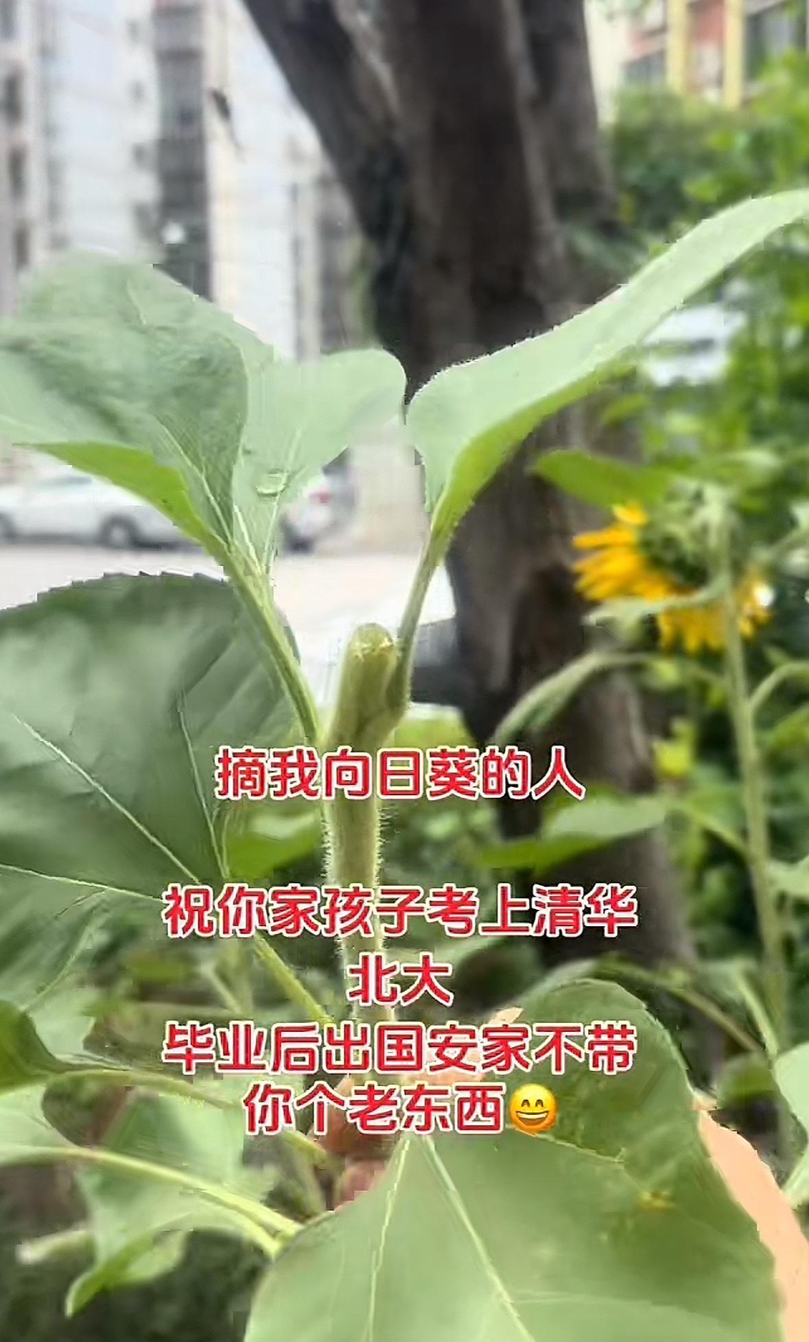 高考期间向日葵被偷了，博主大骂那个老东西，评论区却纷纷想被骂。



2025年