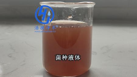 污水处理复合菌种