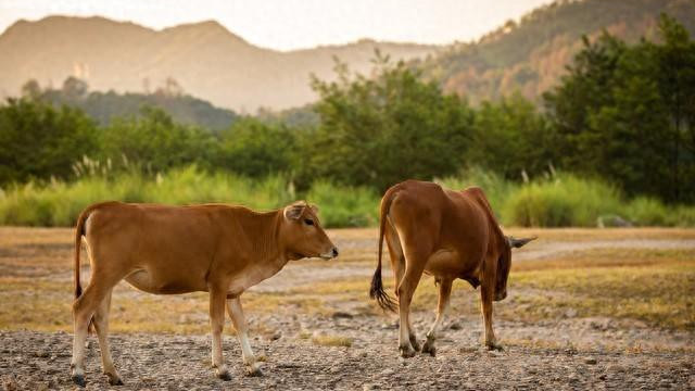2026年1月18日属牛人迎来意外收获？这些职业逆袭故事都在告诉你答案！