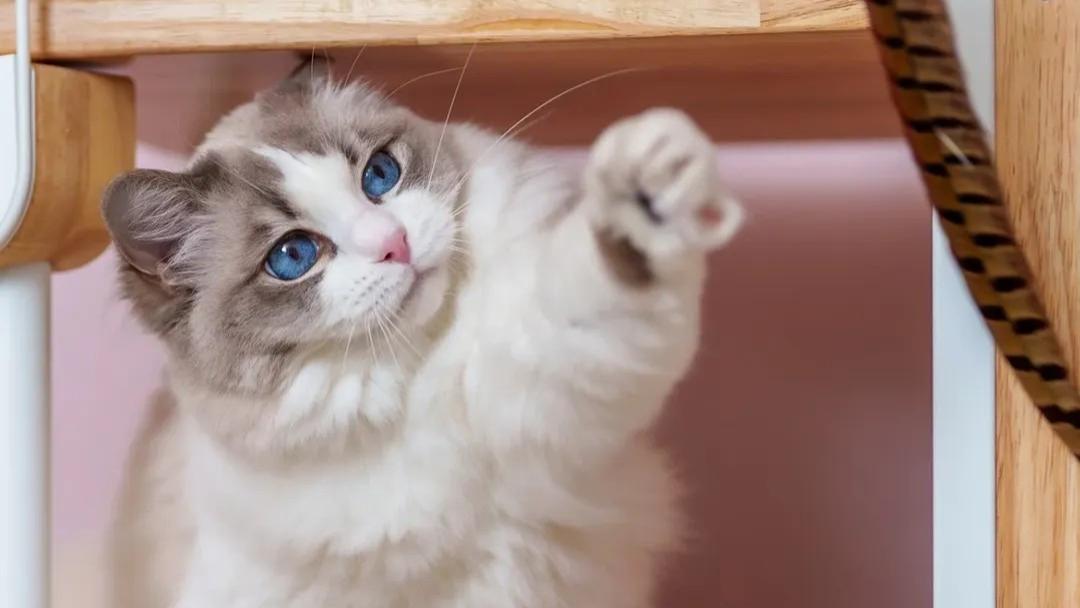 猫咪为什么“边吃边喵喵叫”？莫非是个“美食主播”！