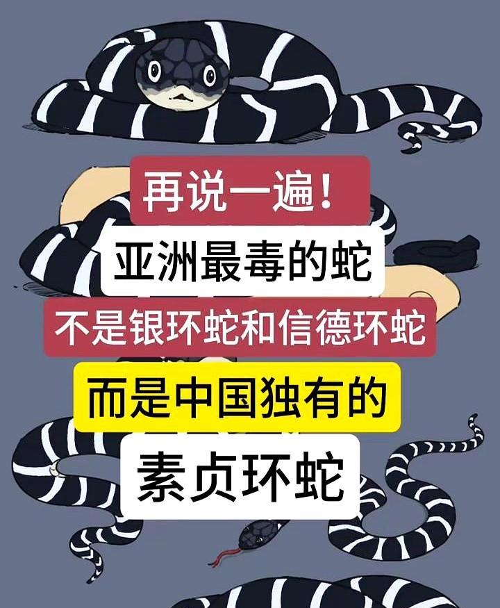 再说一遍！
亚洲最毒的蛇不是银环蛇和信德环蛇，而是中国独有的素贞环蛇。
这蛇的名