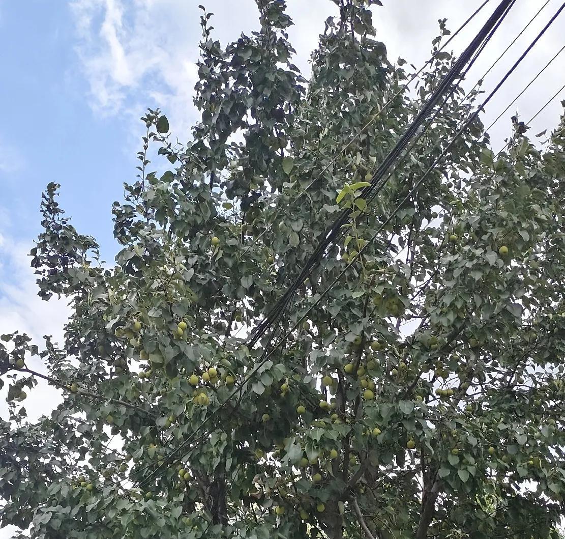 下班路上的风带着夏末的热意，我瞥到路边绿化里探出来的那棵梨树时，脚步不由自主慢了