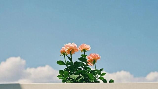 化解兄弟姐妹间矛盾的三大实用策略