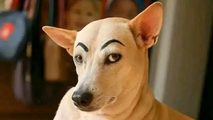 19张动物们的搞笑照片，看完太开心了！