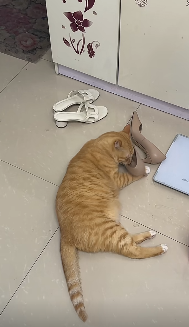 《重生之瓦学弟的幸福橘猫生活》