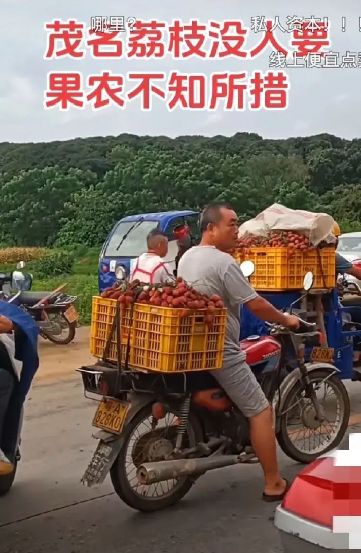 广东茂名。荔枝产地果农崩溃，10元10斤都没人要，外地人买不起，果农卖不掉……