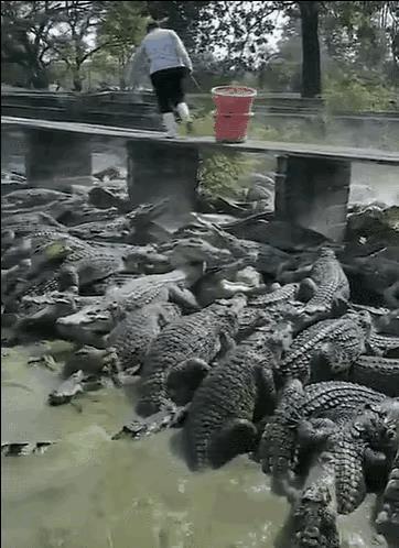 走道下面就是密密麻麻的鳄鱼群，鳄鱼饲养员不用任何安全防护设施就这么走了过去，这是