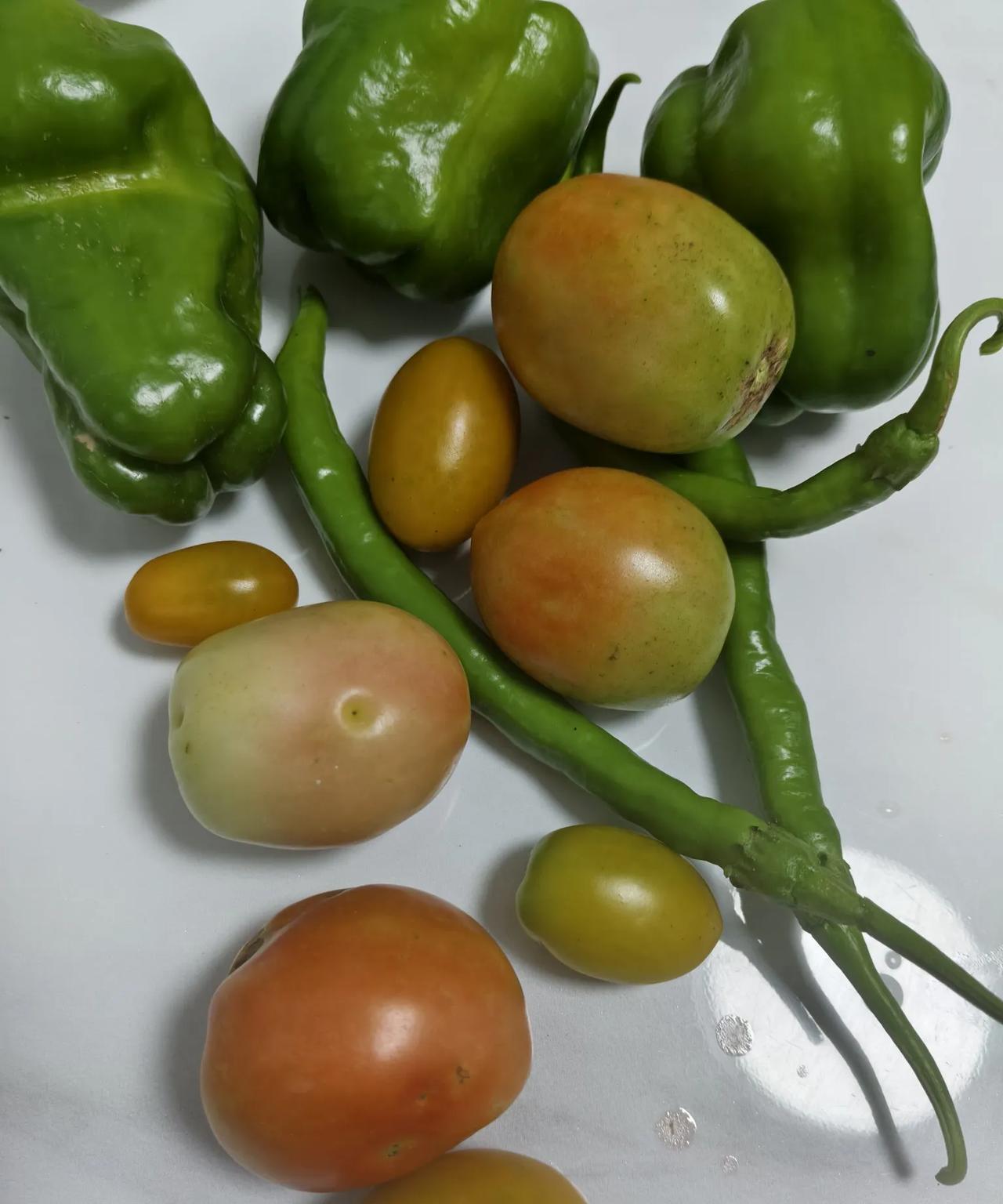 下班去菜园子里溜达一圈，就收货满满，只是眼红的人太多，菜上给打了灭草剂，有些人就