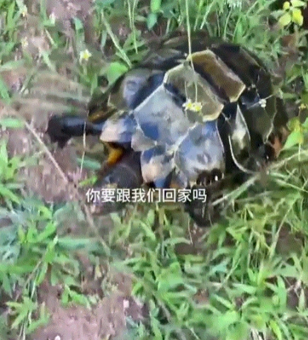 万物皆有灵。云南，一女子和老公准备把养了两年多的乌龟放生了，但放生后的乌龟又从水