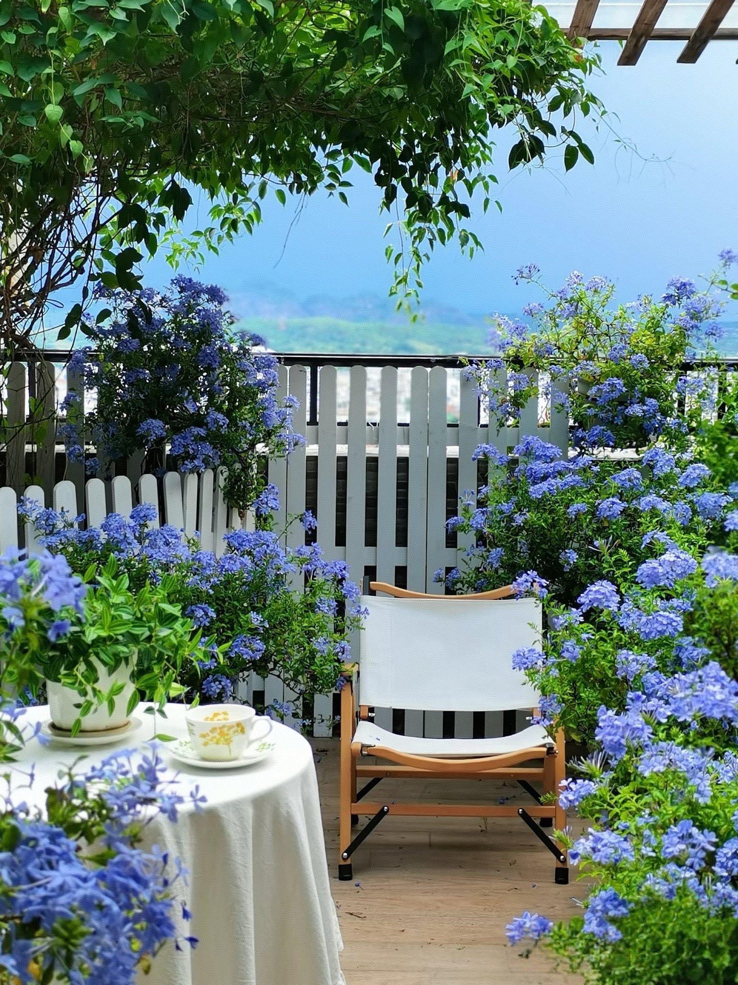 蓝雪花：童话里的 “蓝色瀑布”，开花像撒了一把蓝星星！