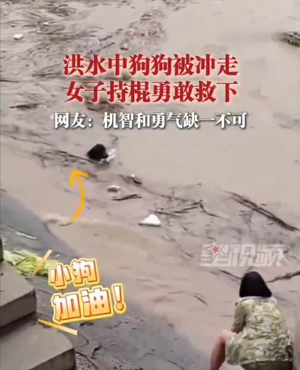 真惊险！湖南张家界，一条狗被大洪水冲走叼着两只空塑料瓶顺水而下，危急时刻一名女子