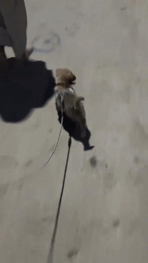 抽空给狗做个四轮定位吧！[大笑]