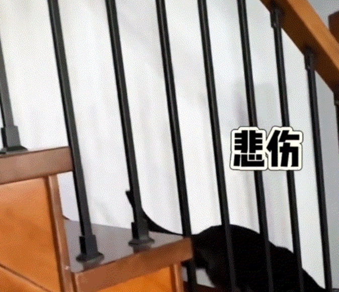 要成精了！一男子在网上分享，自家猫咪通过下楼梯来演绎了高兴和不高兴时的下楼状态。