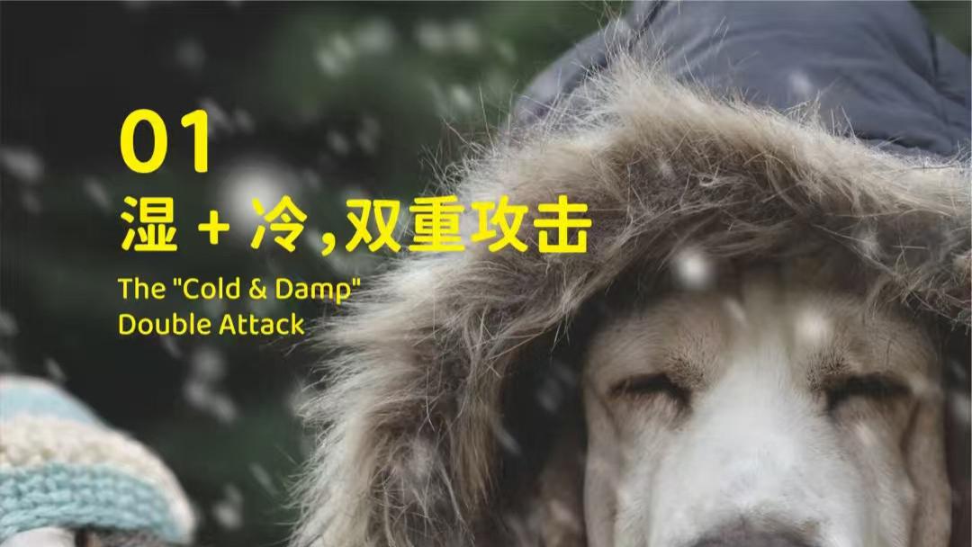 象乡宠物食品 | 气温降了? 当心宠物的免疫力