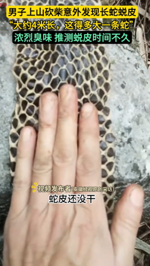 活久见！”近日，广西河池，一男子上山砍柴时，突然闻到周围有一股恶臭味，他仔细寻找