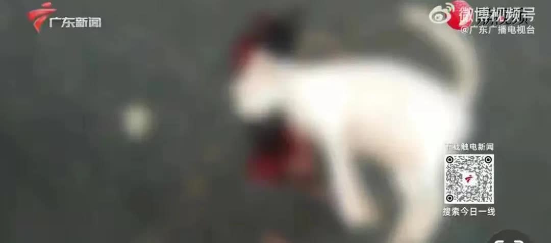 虐猫事件点燃了民众的怒火！某大学生苏某因在校园虐杀十多只流浪猫造成了恶劣影响，导