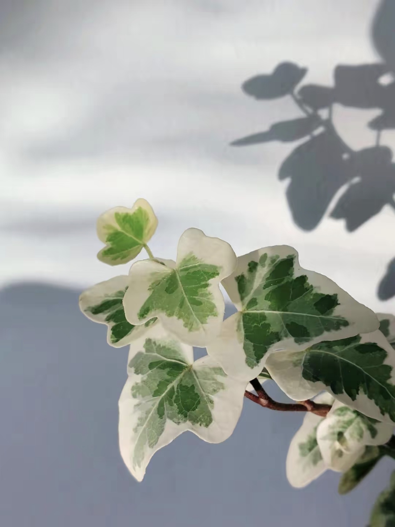 雪莹常春藤：裹着初雪的 “童话藤蔓”，叶片像撒了糖霜