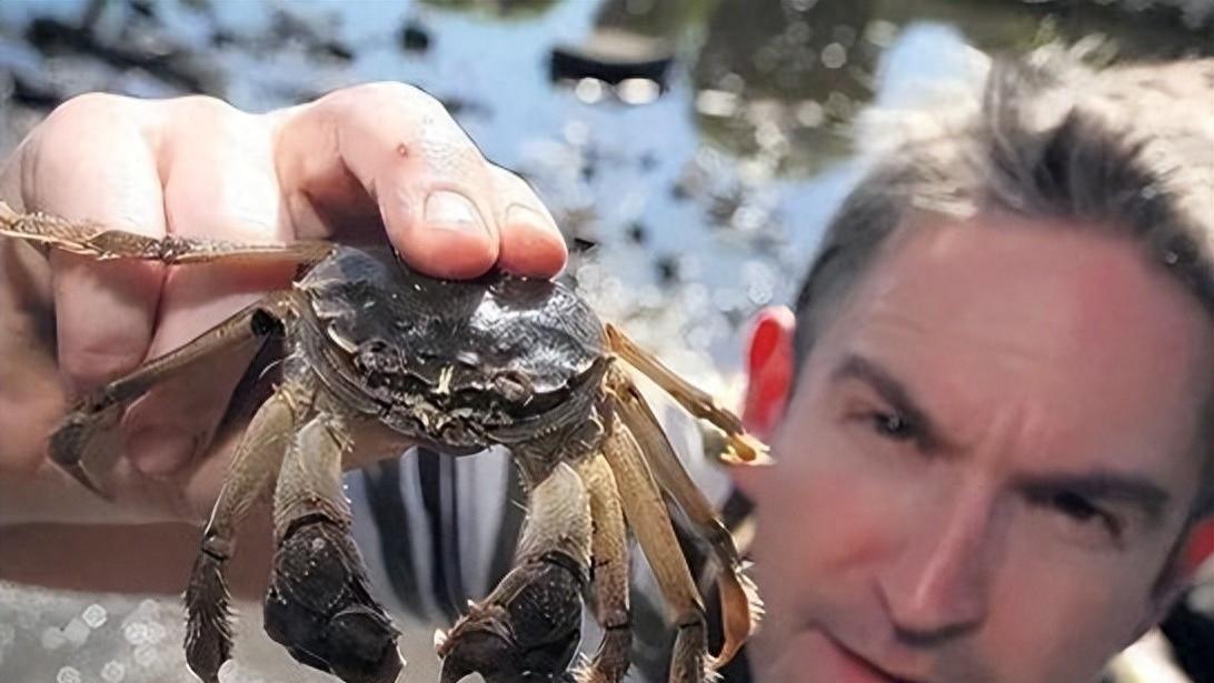 欧美水系大闸蟹分布扩大，出口中国为何难以实现？