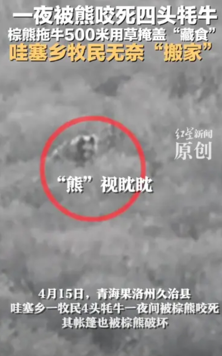 “不幸中的万幸！”青海哇赛乡，一牧民一觉醒来发现，自家4头牦牛全被棕熊咬死，还将