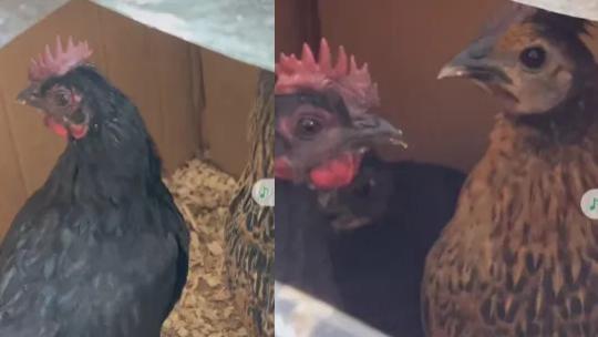 记录我在深圳合租房养鸡事件