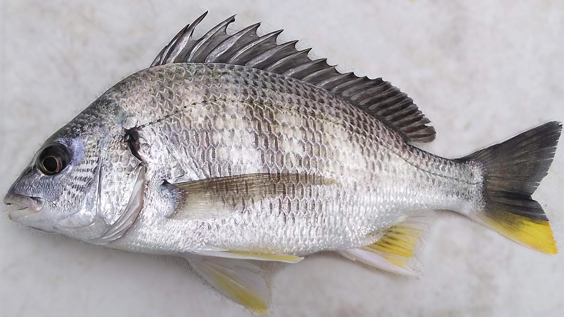 钓黄脚立（黄鳍鲷）的科学分析（上）：饵料和食性