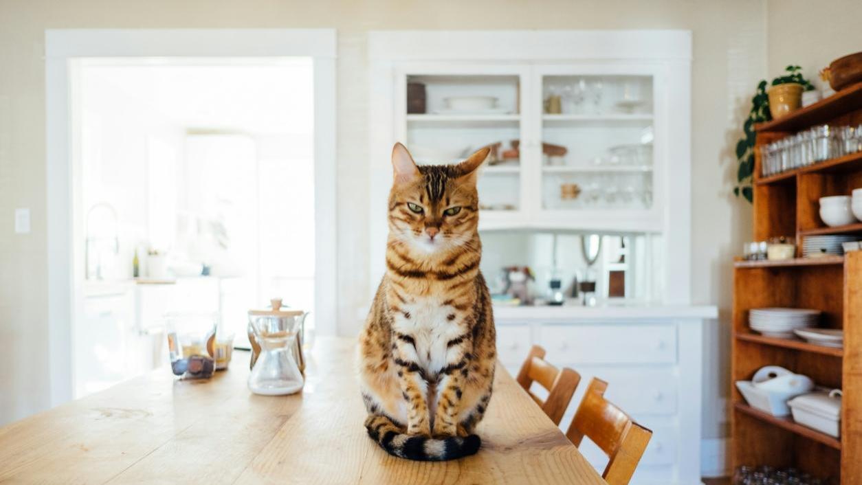 国产烘焙猫粮哪种比较好？测评年度最健康优质的猫粮品牌十大排行